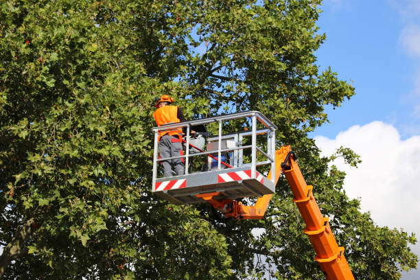 How Our Tree Care Process Works  in Centerfield, UT